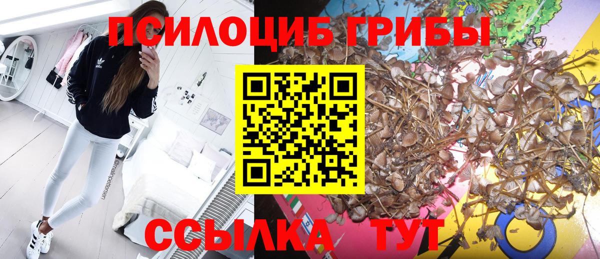Тула  купить наркотик  Вход с VPN  Галлюциногенные грибы Psilocybe 